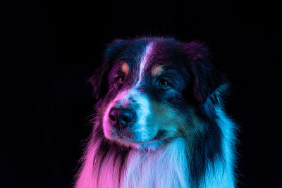 澳大利亚牧羊犬的肖像孤立在霓虹灯梯度背景。