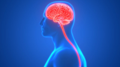 神经系统解剖x射线三维绘制人体内部器官大脑