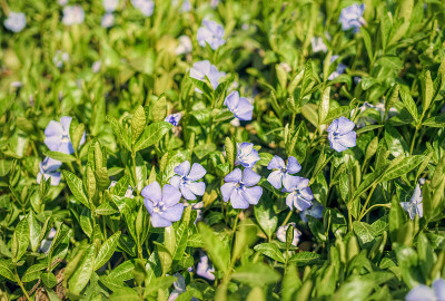 五颜六色的蓝色长春花森林。春天的风景