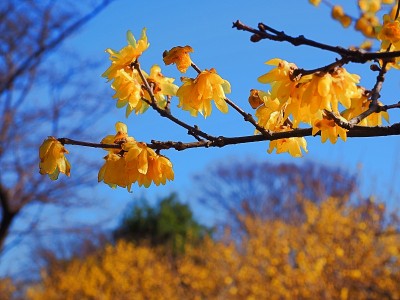 Chimonanthus praecox，日语叫Roubai