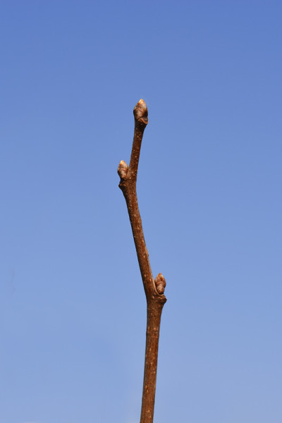 东方柿子