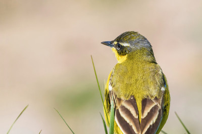 草丛中的黄鸟，西部黄Wagtail(莫塔西拉黄)