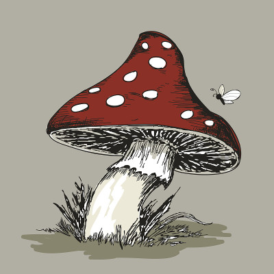 蘑菇鹅膏草