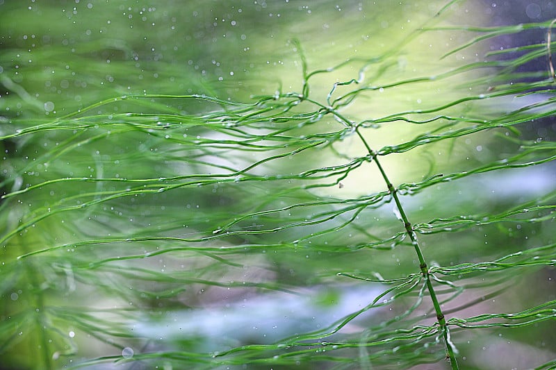 绿草的背景