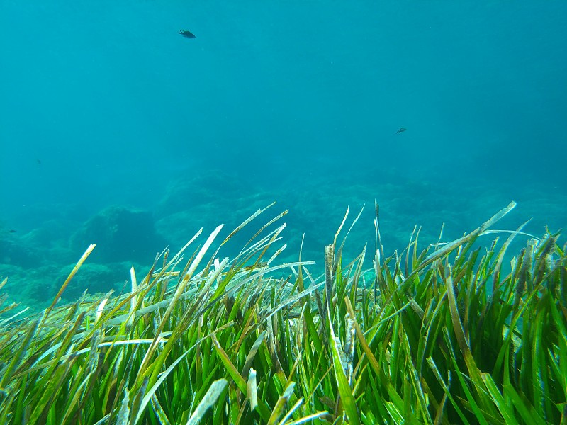 地中海海洋生物