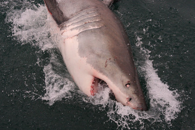 大白鲨，Carcharodon carcharias，在南非莫塞尔湾浮出水面，头露出水面，嘴张着;眼