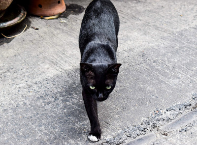 猫