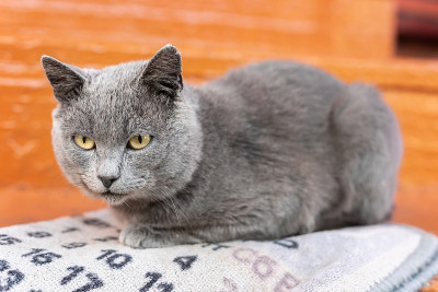 猫淡蓝色。