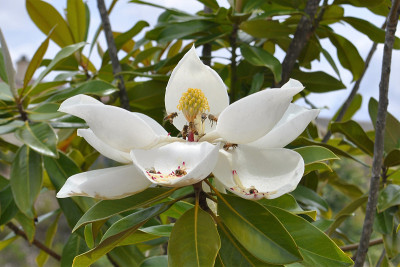 木兰花上的蜜蜂