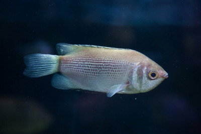 接吻gourami (Helostoma temminckii)，也被称为kissin