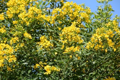 开花塞纳