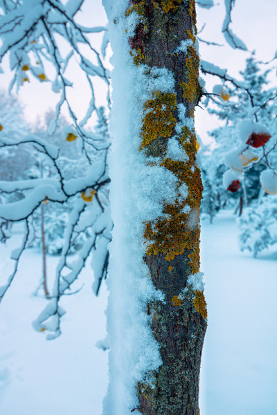 大雪覆盖的树干聚焦