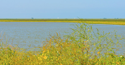 湖边有芦苇和野花，湿地在夏天的阳光下