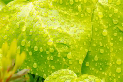 雨滴在树叶上