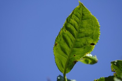 高原的绿茶嫩芽和嫩叶