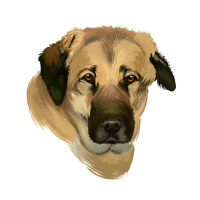 安纳托利亚牧羊犬数字艺术插图孤立在白色的背景。安纳托利亚牧羊犬肌肉发达的品种，颈粗，头宽，身体结实，