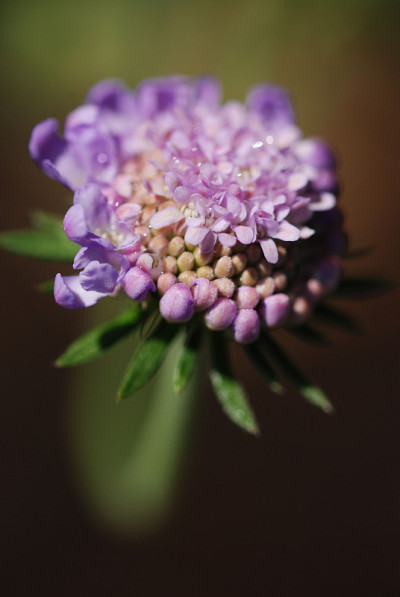 一个舞蹈轮峰菊