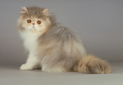 波斯猫