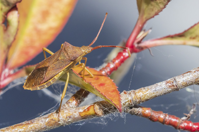 一个野刺虫昆虫的特写，Dolycoris bacaccarum，爬行