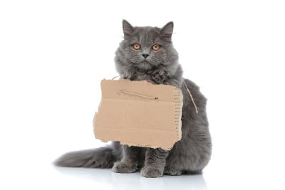 英国的长毛猫坐着用木板在脖子上开心
