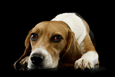 工作室拍摄的可爱的小猎犬