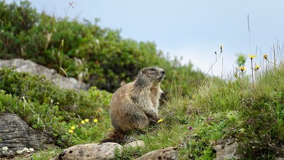 山里的野生土拨鼠