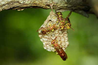 自然背景上的阿帕奇黄蜂(Polistes apachus)和蜂巢。昆虫。动物