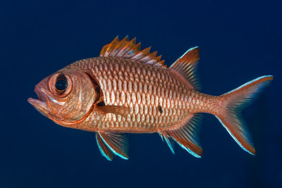 Soldierfish显示棘
