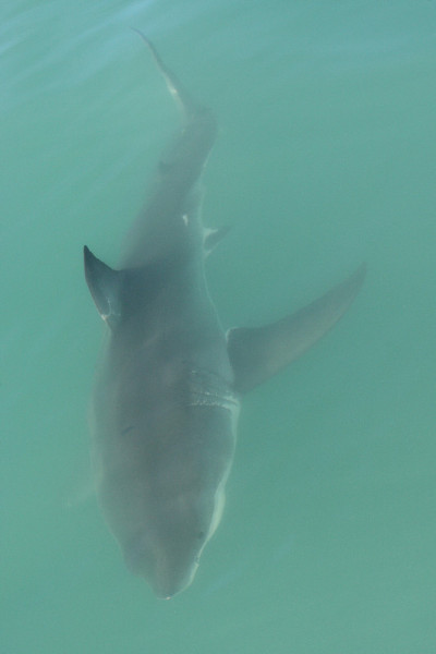 大白鲨，Carcharodon carcharias，在南非莫塞尔湾海面游泳