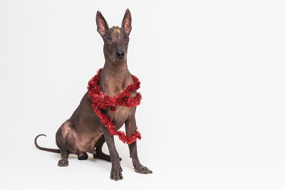 墨西哥无毛狗xoloitzcuintli装饰红色圣诞金丝。在灰色背景上隔离