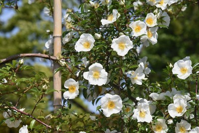 蔷薇花