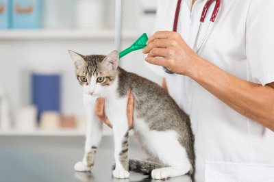 兽医诊所有一只小猫