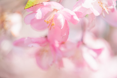 公园里粉红色的樱花