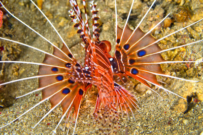 Spotfin Lionfish, Lembeh，北苏拉威西，印度尼西亚