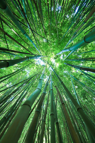 毛伊竹林，夏威夷