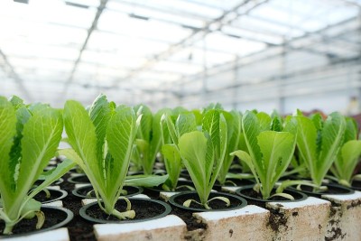 在一个大温室里种植莴苣和罗勒