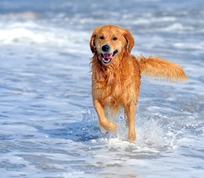 年轻的金毛猎犬在海滩上奔跑