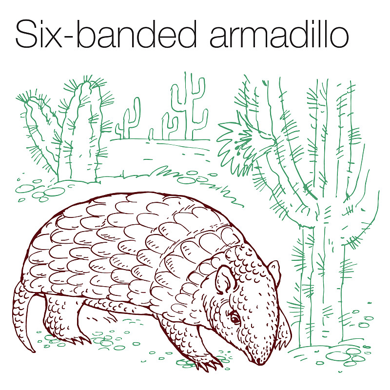 Six-banded armadillo hand drawn vector illustratio