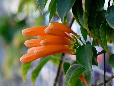 火焰藤 Pyrostegia venusta