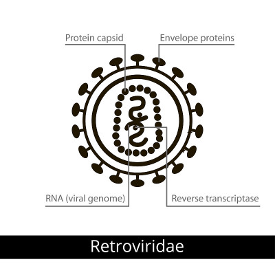 Retroviridae。分类的病毒。