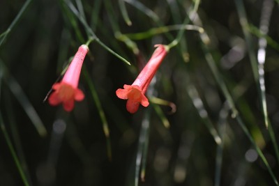 鲁塞利亚花 （鲁塞利亚等式） 。