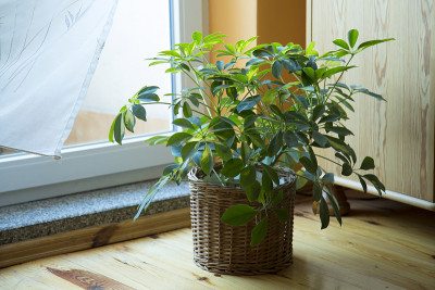 在家里的花盆里种谢夫莱拉植物