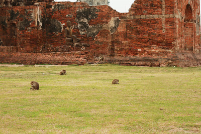 许多猴子坐在泰国寺庙的草地上