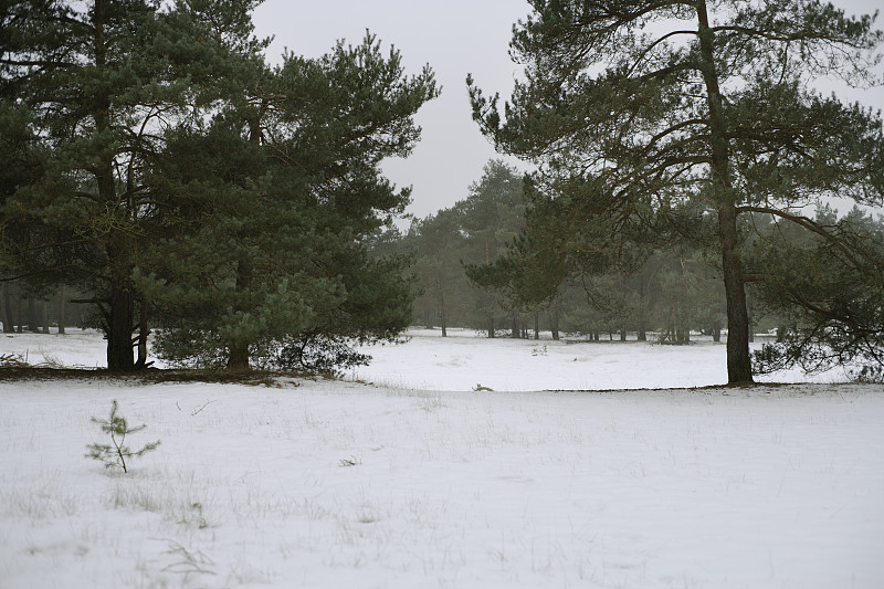 东部白松在白雪皑皑的冬季景观中