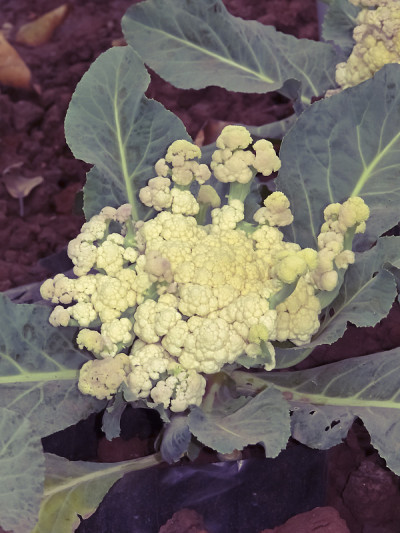 印度马哈拉施特拉邦，花椰菜，甘蓝变种
