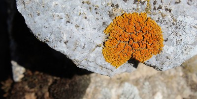 山上岩石上的橙色斑点(地衣)。波斯尼亚和黑塞哥维那的Bjelasnica山。