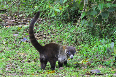 哥斯达黎加的Coatimundi