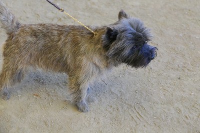 的犬