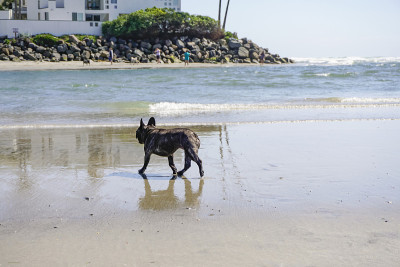 在狗海滩的法国斗牛犬