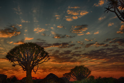 Quivertree森林HDR